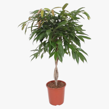 Ficus Amstel Queen